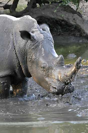 White rhino enjoying mud wallow, Khama Rhino Sanctuary, Botswana