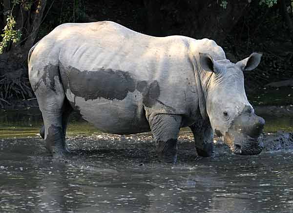 Rhino standing in waterhole