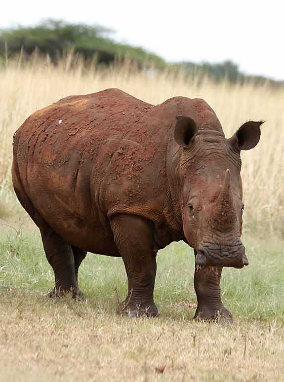 White Rhino or Square-lipped Rhino