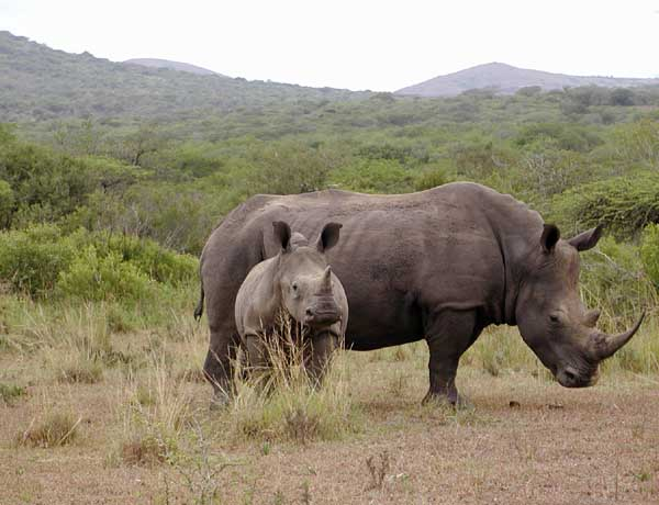 Rhino mother and calf