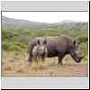 Rhino mother and calf