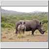 Rhino mother and calf