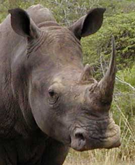 White Rhino showing square mouth