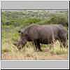 White Rhino cow, Umfolozi Game Reserve, South Africa