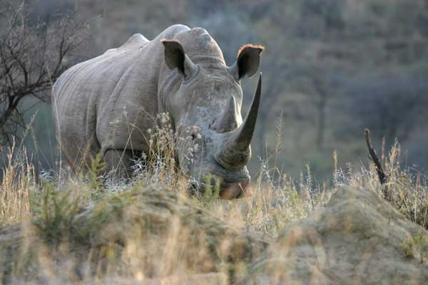 White Rhino Photo