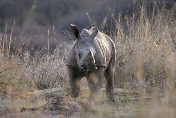 Rhino Calf