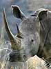 Rhino close-up