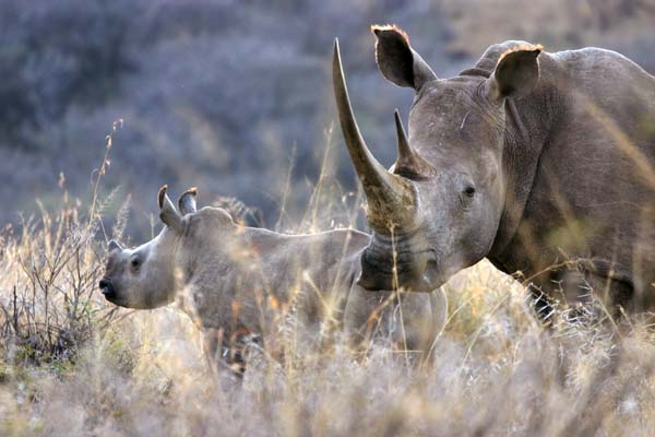 White Rhino mother with calf