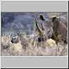 white rhino female with calf