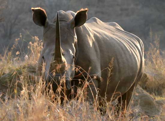 White Rhino