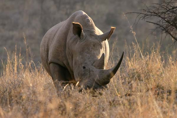 White Rhino, front-on