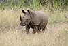 Picture of rhino