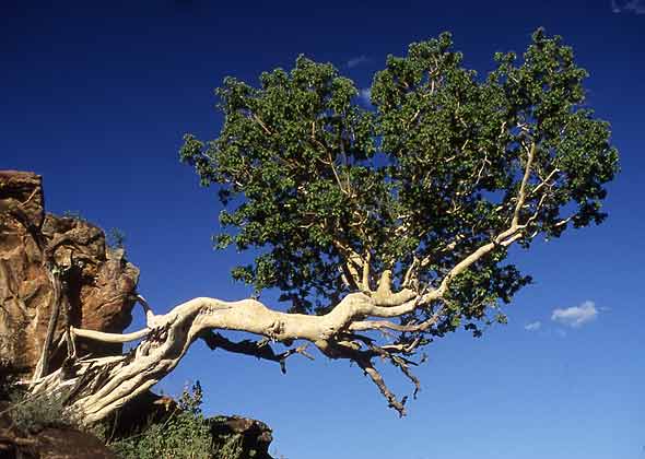 African Rock Fig