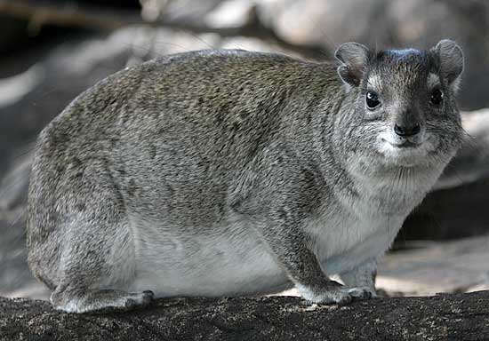 Rock Hyrax or Dassie