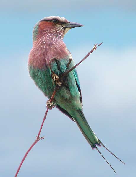 Picture of Lilacbreasted Roller