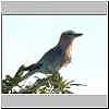 Lilacbreasted-roller, Kruger Park, South Africa