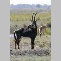 Sable antelope