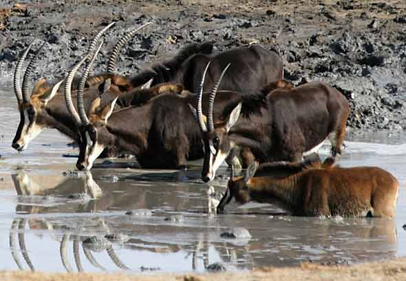 Sable Antelope at waterhole