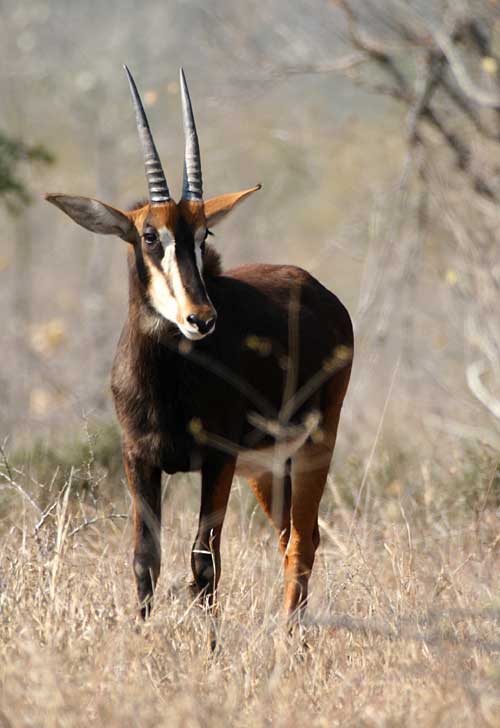 Young Sable Antelope
