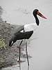 Saddlebilled Stork