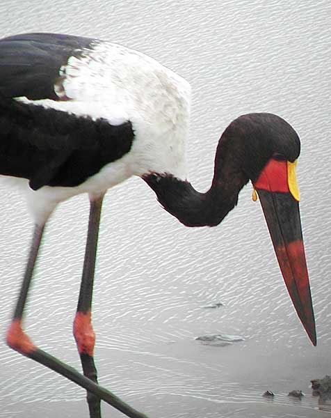 Picture of saddlebilled stork (male)