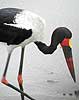 Saddlebilled Stork