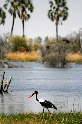 Saddlebilled stork and palm trees, Okavango Delta, Botswsana