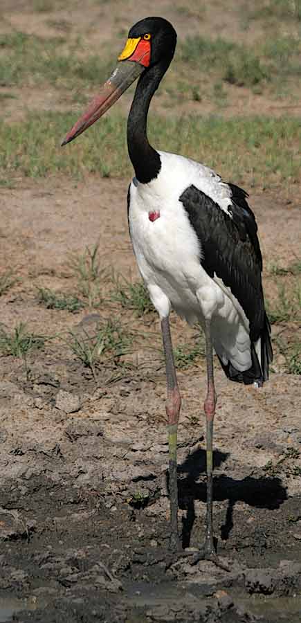 Saddlebilled Stork on edge of waterhole