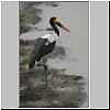 saddlebilled-stork