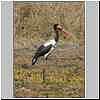 Saddlebilled Stork