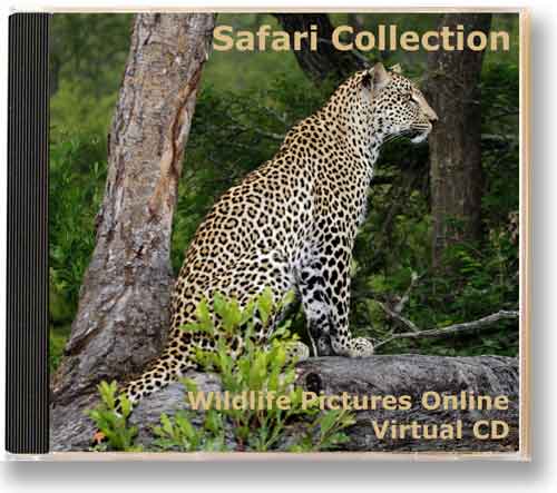 Safari Collection Virtual CD