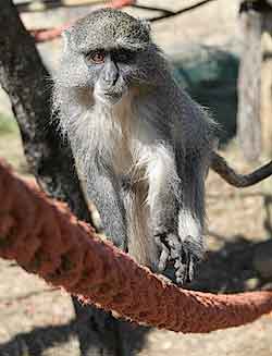 Samango monkey