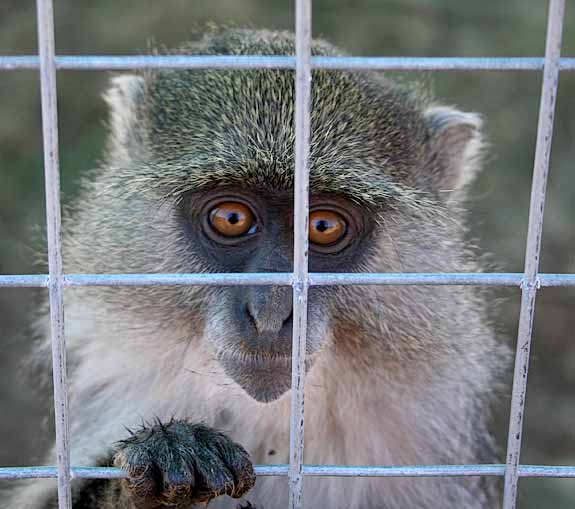Samango Monkey in captivity