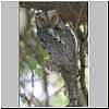 scops-owl