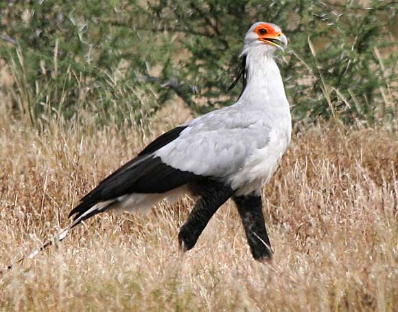 Secretarybird striding through bushveld