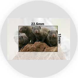 Canon aps-c sensor for 50d