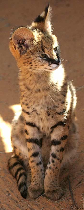 Serval - juvenile