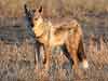 side-striped jackal looking at camera