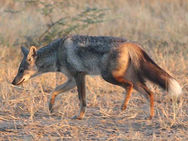 Side-striped jackal on the move, lower zambezi, zambia