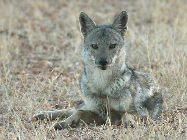 Side-striped jackal lying in grass, Lower Zambezi National Park, Zambia