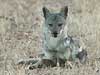 side-striped jackal lying, front view