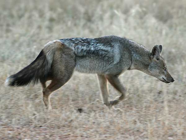 Side-striped jackal walking, side on view