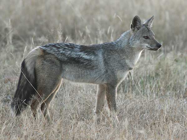 side-striped jackal side-on view