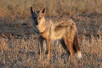 Side-striped jackal in late afternoon light