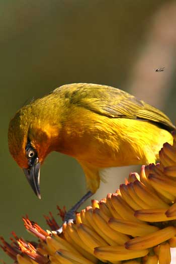 Spectacled weaver hunting for insects