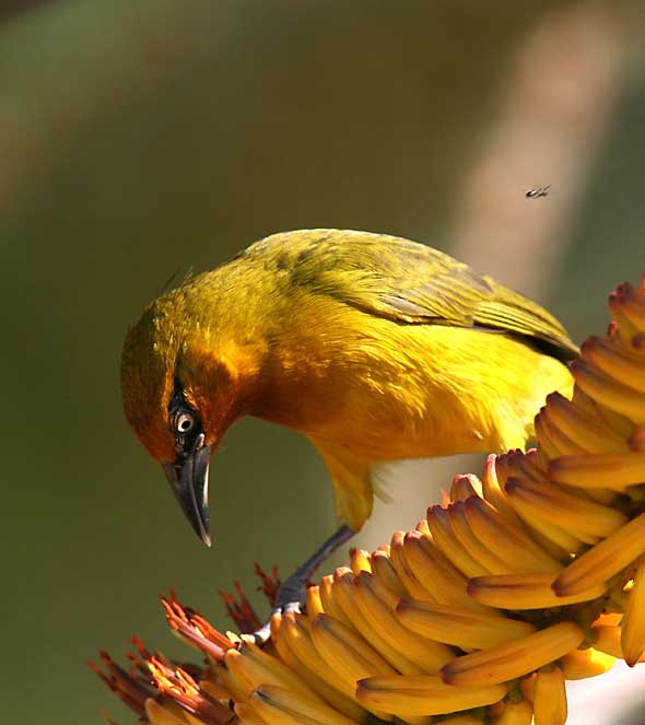 Spectacled Weaver on flowering aloe