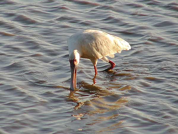 Picture of African spoonbill