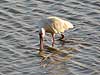 African Spoonbill