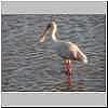 African spoonbill, Ndumo Game Reserve, South Africa