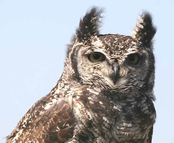 Spotted eagle owl, close-up